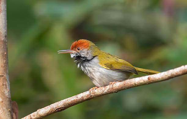 aves verde nativo